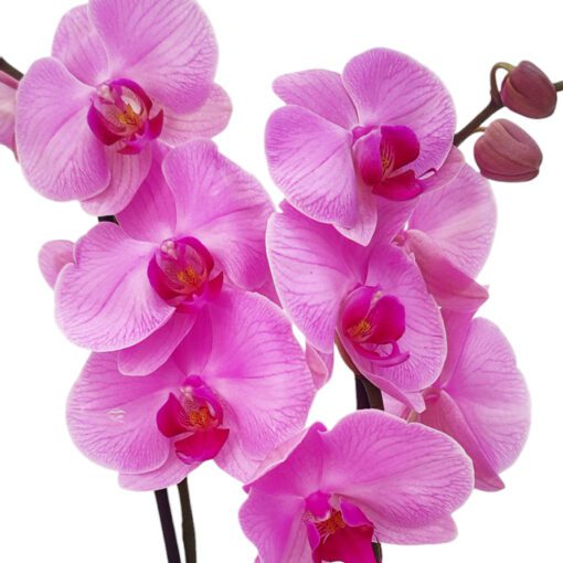 Orquídeas Phalaenopsis Lila - Imagen 2