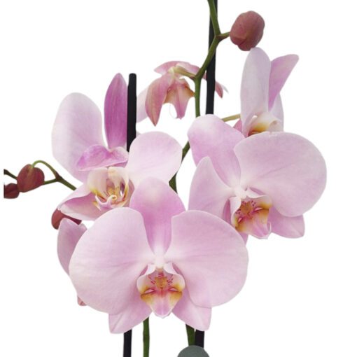 Orquídeas Phalaenopsis Rosa - Imagen 2