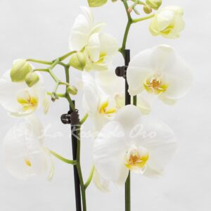 Planta Orquidea Phalaenopsis Blanca