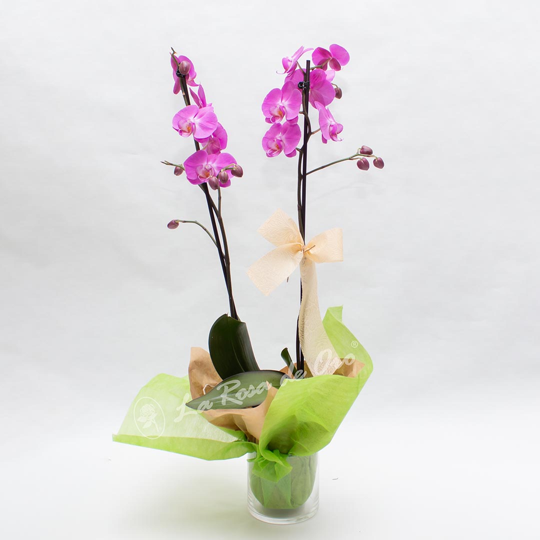 Orquídeas Phalaenopsis Lila - Floristería La Rosa de Oro