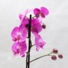 Planta Orquidea Phalaenopsis Lila