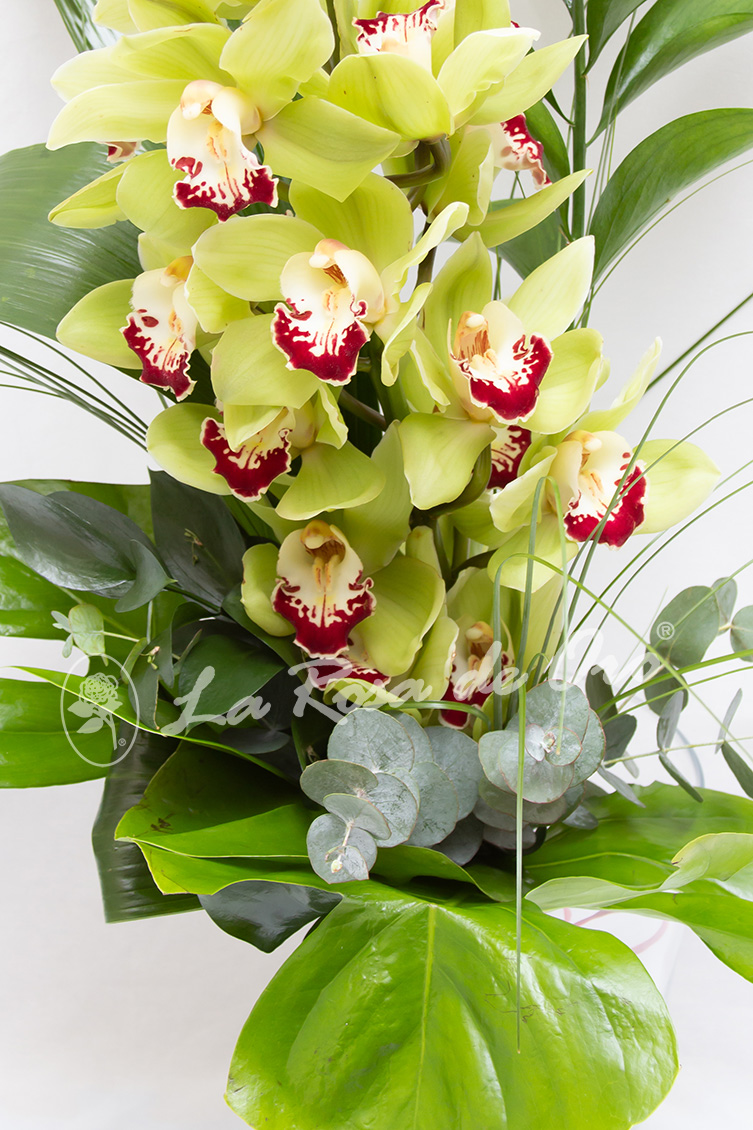 Ramo Orquideas Cymbidium Verde - Floristería La Rosa de Oro