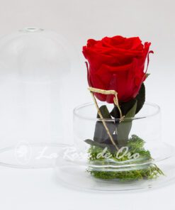 Rosa preservada roja en cúpula