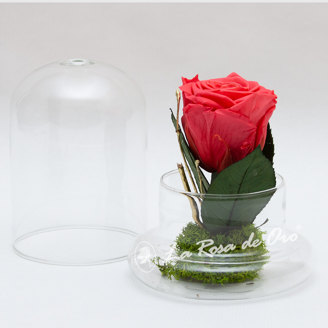 Rosa preservada con cúpula - Floristería La Rosa de Oro