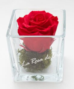 Rosa preservada en base de cristal cuadrado
