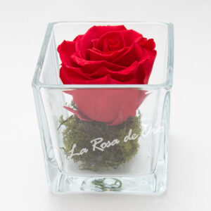 Rosa preservada en base de cristal cuadrado
