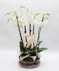 Conjunto de orquídeas premium