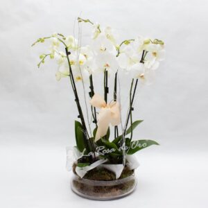 orquídea - Floristería La Rosa de Oro