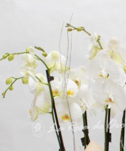 Conjunto de orquídeas premium