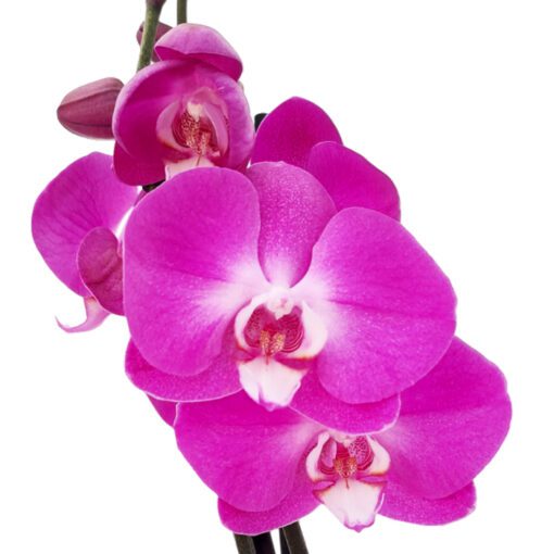 Orquídeas Phalaenopsis moradas - Imagen 2