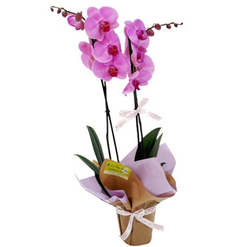 Orquídeas Phalaenopsis Lila