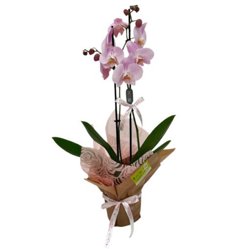 Orquídeas Phalaenopsis Rosa