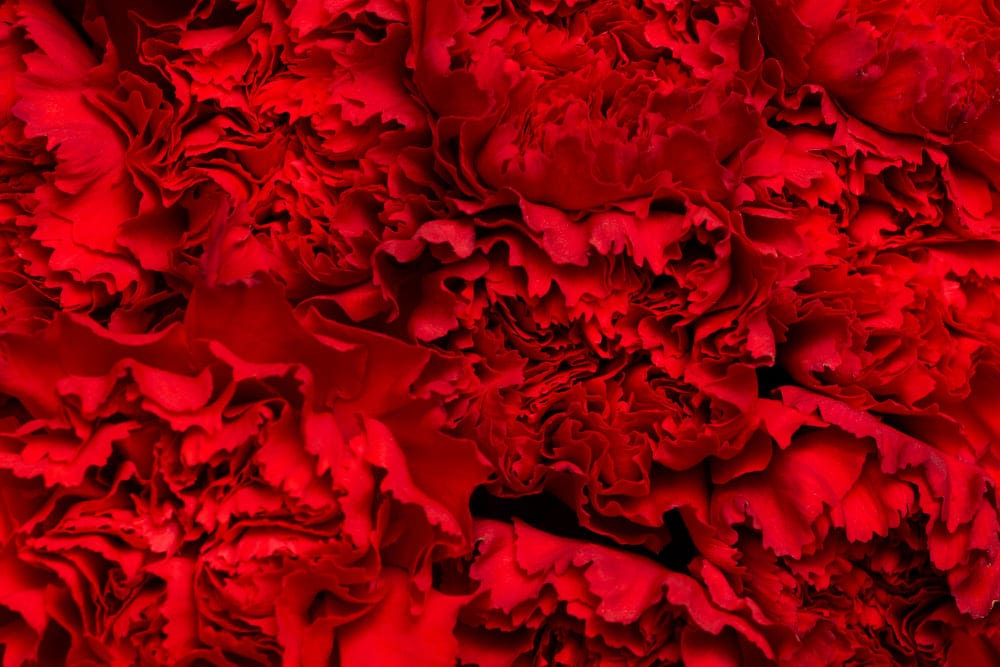 Flores para la Feria de Abril