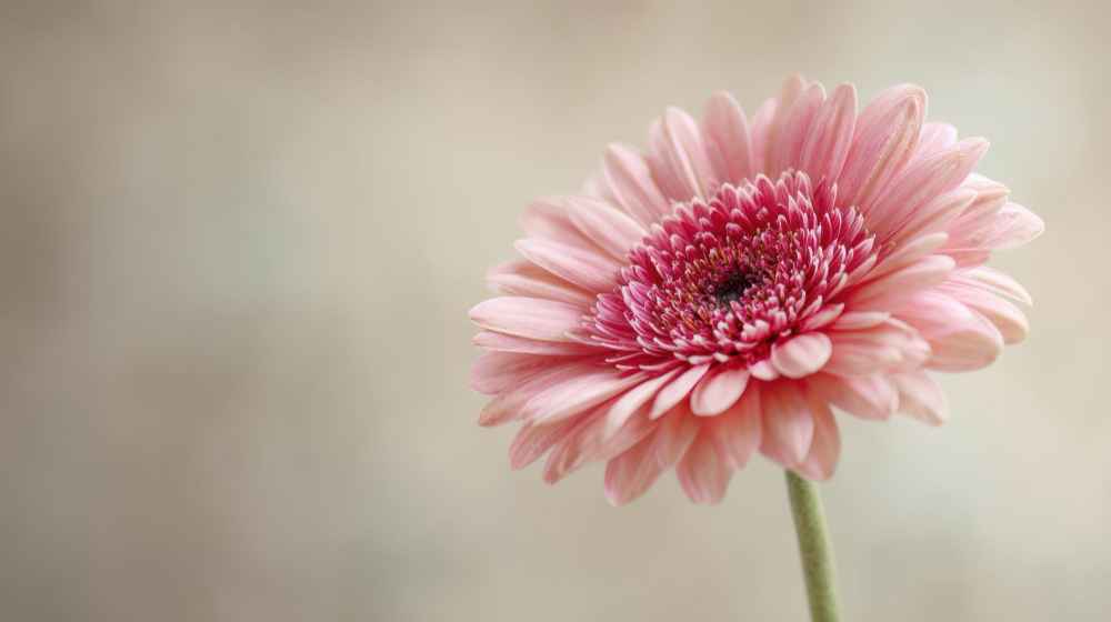 qué significado tienen las gerberas