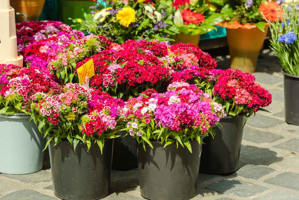 Encarga tus flores en nuestra floristería en Espartinas online